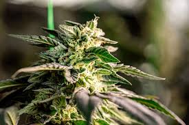 Exploring Marijuana Seeds Minnesota A Comprehensive Guide Exploring Marijuana Seeds Minnesota A Comprehensive Guide