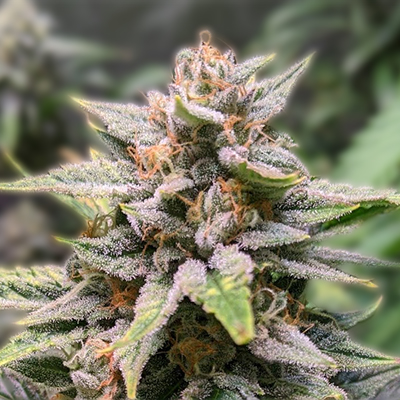 Exploring Marijuana Seeds Minnesota A Comprehensive Guide Exploring Marijuana Seeds Minnesota A Comprehensive Guide